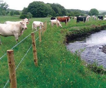 cows near a fence by water