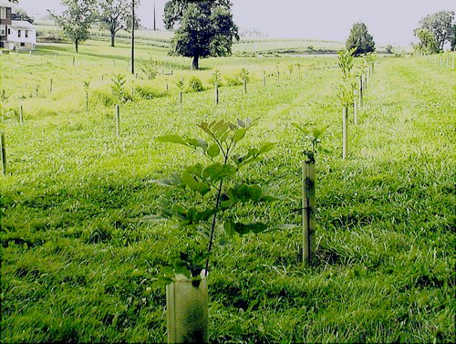 Riparian Buffer with Tree Shelters